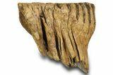 Fossil Woolly Mammoth Lower M Molar - Poland #372345-2